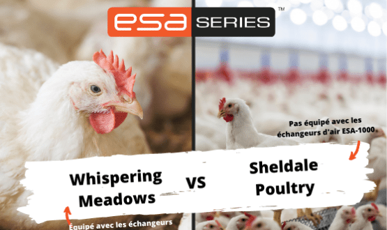 Whispering Meadows (équipé de ESA-1000) VS Sheldale Poultry (pas équipé de ESA-1000) : la comparaison des frères Martin.